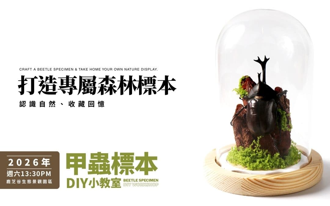 甲蟲標本DIY(9月-10月場)